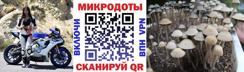 что такое   Яровое  Галлюциногенные грибы мицелий 